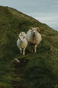 Experience the Ethereal Landscapes and Natural Wonders of Iceland - image 9
