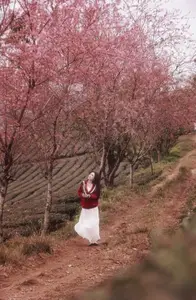 Lost in a Pink Paradise: Moc Chau's Enchanting Cherry Blossom Road Awaits - image 6