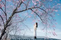 Lost in a Pink Paradise: Moc Chau's Enchanting Cherry Blossom Road Awaits - image 3
