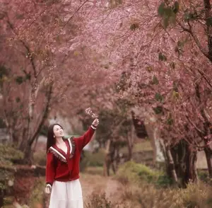 Lost in a Pink Paradise: Moc Chau's Enchanting Cherry Blossom Road Awaits - image 8