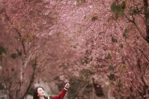Lost in a Pink Paradise: Moc Chau's Enchanting Cherry Blossom Road Awaits - image 7