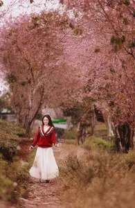 Lost in a Pink Paradise: Moc Chau's Enchanting Cherry Blossom Road Awaits - image 2