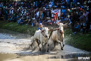 Thrilling Highlights from the Bay Nui Cow Racing Festival 2024 - image 11