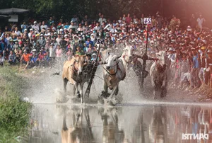 Thrilling Highlights from the Bay Nui Cow Racing Festival 2024 - image 5