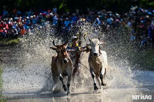 Thrilling Highlights from the Bay Nui Cow Racing Festival 2024 - image 2