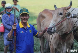 Thrilling Highlights from the Bay Nui Cow Racing Festival 2024 - image 4