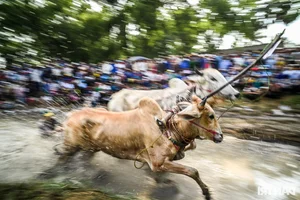 Thrilling Highlights from the Bay Nui Cow Racing Festival 2024 - image 9