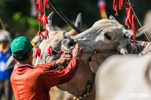 Thrilling Highlights from the Bay Nui Cow Racing Festival 2024 - image 12