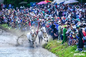 Thrilling Highlights from the Bay Nui Cow Racing Festival 2024 - image 1