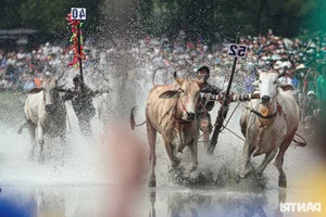 Thrilling Highlights from the Bay Nui Cow Racing Festival 2024 - image 3