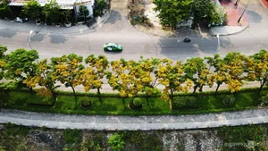Exploring the Majestic Century-Old Heritage Sua Trees in Tam Ky City - image 3