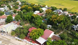 Exploring the Majestic Century-Old Heritage Sua Trees in Tam Ky City - image 1