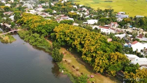 Exploring the Majestic Century-Old Heritage Sua Trees in Tam Ky City - image 7