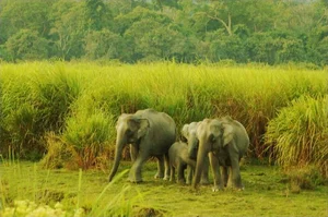 Explore Kaziranga: The Majestic Home of Asia's Big Five and Wild Beauty - image 6