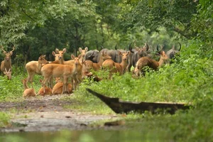 Explore Kaziranga: The Majestic Home of Asia's Big Five and Wild Beauty - image 4