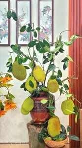 Unique Fruit-Shaped Decorative Vases: The Latest Home Decor Trend for Modern Interiors - image 5