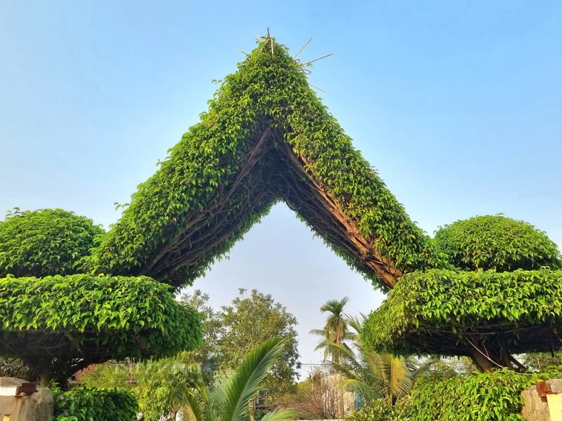 Transforming Ancient Sanh Trees into a Majestic Living Gate: Architectural Natural Art