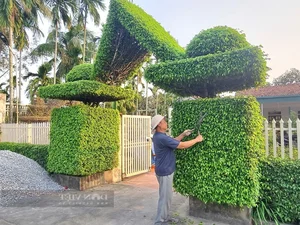 Transforming Ancient Sanh Trees into a Majestic Living Gate: Architectural Natural Art - image 6