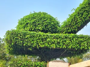 Transforming Ancient Sanh Trees into a Majestic Living Gate: Architectural Natural Art - image 4