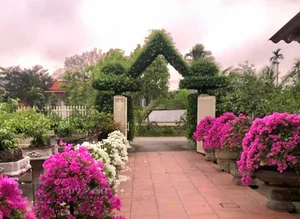 Transforming Ancient Sanh Trees into a Majestic Living Gate: Architectural Natural Art - image 9
