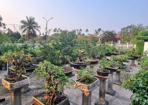Transforming Ancient Sanh Trees into a Majestic Living Gate: Architectural Natural Art - image 5