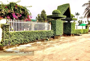 Transforming Ancient Sanh Trees into a Majestic Living Gate: Architectural Natural Art - image 3