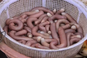 Bông Thùa: The Unique Culinary Delicacy from the Mudflats of Vietnam - image 2