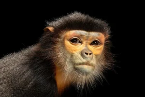 National Geographic Photographers Explore Safari Phu Quoc: A Wildlife Masterpiece - image 5