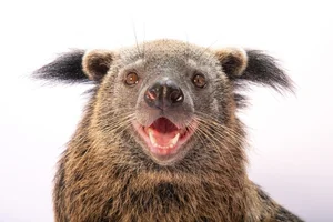 National Geographic Photographers Explore Safari Phu Quoc: A Wildlife Masterpiece - image 6