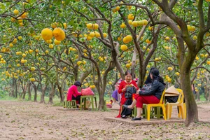 Golden Harvest: Visiting the Stunning Ripe Pomelo Gardens in Hanoi - image 4
