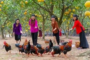 Golden Harvest: Visiting the Stunning Ripe Pomelo Gardens in Hanoi - image 7