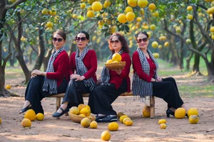 Golden Harvest: Visiting the Stunning Ripe Pomelo Gardens in Hanoi - image 2
