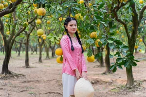 Golden Harvest: Visiting the Stunning Ripe Pomelo Gardens in Hanoi - image 5