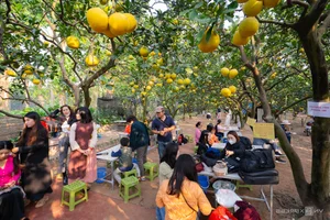 Golden Harvest: Visiting the Stunning Ripe Pomelo Gardens in Hanoi - image 8