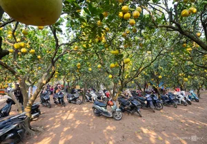 Golden Harvest: Visiting the Stunning Ripe Pomelo Gardens in Hanoi - image 1