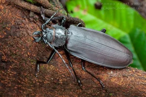 Extraordinary Long-Horned Insects of Vietnam: An Evolutionary Masterpiece in the Wild - image 6