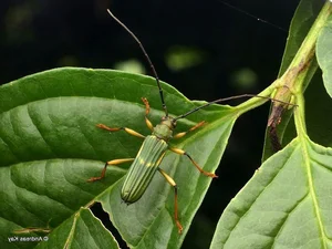Extraordinary Long-Horned Insects of Vietnam: An Evolutionary Masterpiece in the Wild - image 4