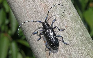 Extraordinary Long-Horned Insects of Vietnam: An Evolutionary Masterpiece in the Wild - image 1