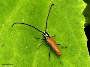 Extraordinary Long-Horned Insects of Vietnam: An Evolutionary Masterpiece in the Wild - image 5