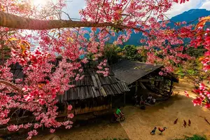 Muong Tip Children's Smiles Amidst Nghe An's Bright Cherry Blossoms - image 5