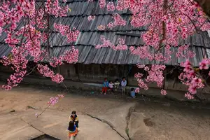 Muong Tip Children's Smiles Amidst Nghe An's Bright Cherry Blossoms - image 0