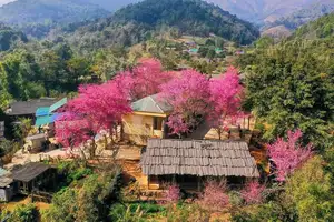 Muong Tip Children's Smiles Amidst Nghe An's Bright Cherry Blossoms - image 2
