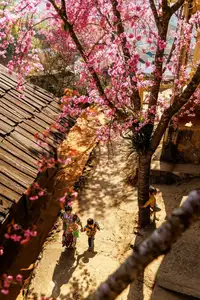Muong Tip Children's Smiles Amidst Nghe An's Bright Cherry Blossoms - image 6