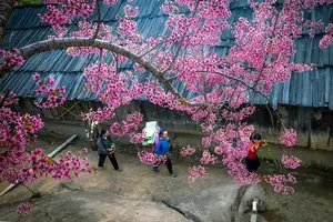 Muong Tip Children's Smiles Amidst Nghe An's Bright Cherry Blossoms - image 3