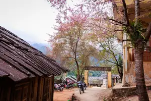 Muong Tip Children's Smiles Amidst Nghe An's Bright Cherry Blossoms - image 9