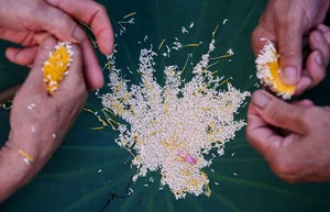 The Ancient Craft of Vietnamese Lotus Tea: A Luxury Tradition in Hanoi - image 7