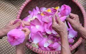 The Ancient Craft of Vietnamese Lotus Tea: A Luxury Tradition in Hanoi - image 0