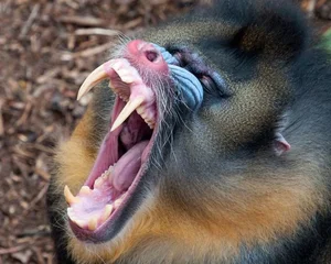 Discover the Vibrant Mandrill: Nature's Most Colorful Masterpiece of the African Rainforest - image 8