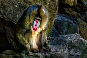 Discover the Vibrant Mandrill: Nature's Most Colorful Masterpiece of the African Rainforest - image 3