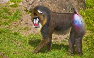 Discover the Vibrant Mandrill: Nature's Most Colorful Masterpiece of the African Rainforest - image 0